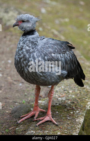 (Chauna torquata kamichi sud), également connu sous le nom de crested screamer. Banque D'Images