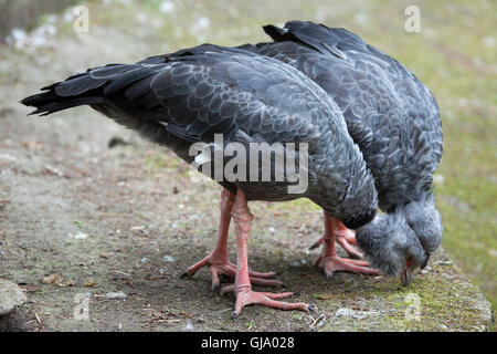 (Chauna torquata kamichi sud), également connu sous le nom de crested screamer. Banque D'Images