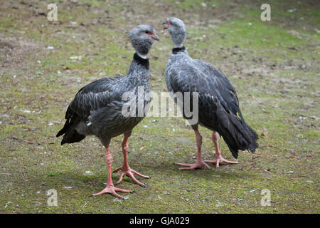 (Chauna torquata kamichi sud), également connu sous le nom de crested screamer. Banque D'Images