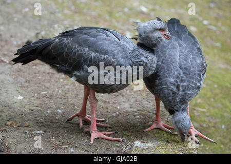 (Chauna torquata kamichi sud), également connu sous le nom de crested screamer. Banque D'Images