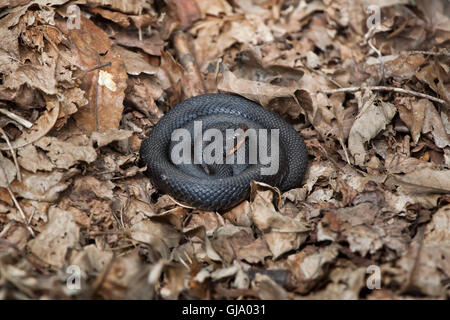 Viper européenne (Vipera berus), également connu sous le nom de l'adder. Melanistic formulaire. Banque D'Images