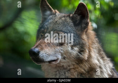 Loup eurasien (Canis lupus lupus). Banque D'Images