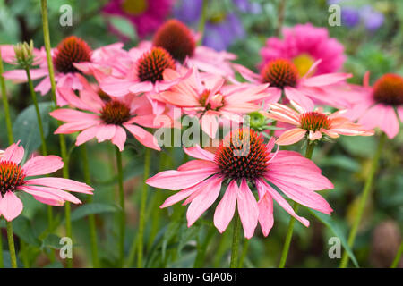 Echinacea purpurea. Coneflower dans une frontière. Banque D'Images