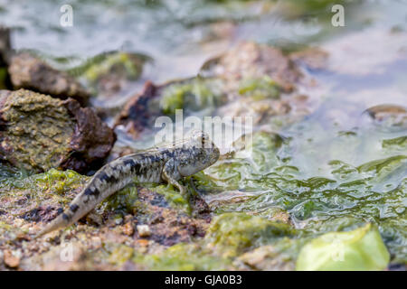 Mudskipper perching on rock avec blur bokeh, et fond vert Banque D'Images