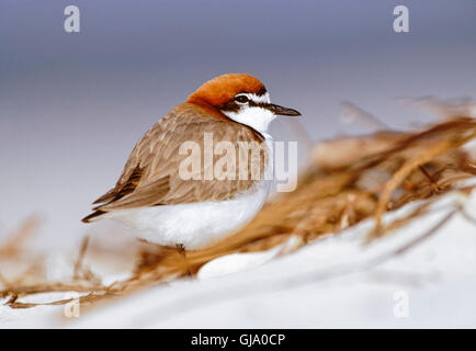 Homme Red-Capped Pluvier siffleur, Charadrius ruficapillus, sur le rivage, à Byron Bay Beach, New South Wales, Australie Banque D'Images