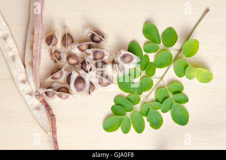 Le moringa (également connu sous le nom de M. oleifera Lam., Futaba, MORINGACÉES marteau kom, légumes hum hum bug, bug de Moringa Hoo) feuille et s Banque D'Images