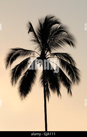 Silhouette d'un palmier sur une île tropicale against a sunset Banque D'Images