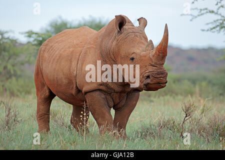 Un rhinocéros blanc (Ceratotherium simum) dans l'habitat naturel, l'Afrique du Sud Banque D'Images