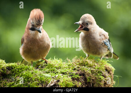 Jay nourrir les oiseaux ses jeunes perchés sur un journal couvert de mousse close up Banque D'Images