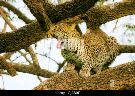 Du sud, la Tanzanie, le Parc National du Serengeti, Panthera pardus léopard sur un arbre Banque D'Images