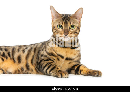 Beau chat bengal Banque D'Images