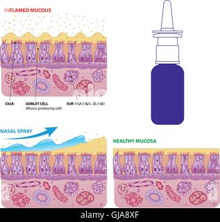 Les cellules muqueuses nasales et micro système vecteur cils Illustration de Vecteur