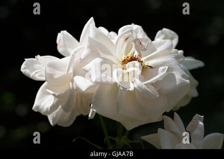 Fleur blanche sur fond noir. Banque D'Images