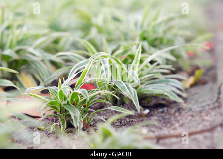 Chlorophytum ou plante araignée sur le sol sous forme de décoration des ménages (également appelé comme plante ornementale, Variegatum, comosum, Spider P Banque D'Images