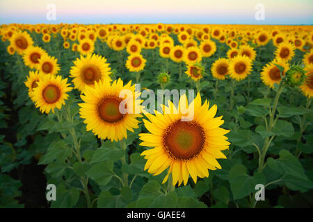 Tournesols sur le terrain contre le ciel à l'aube Banque D'Images