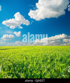 Champ de mil. Green Field, de l'agriculture paysage, domaine de mil (sorgho) sur un fond de ciel bleu avec des nuages Banque D'Images