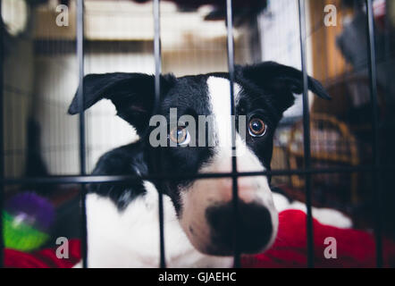 Border Collie puppy dog Banque D'Images