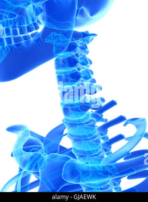 3D illustration de rachis cervical - Partie de squelette humain. Banque D'Images