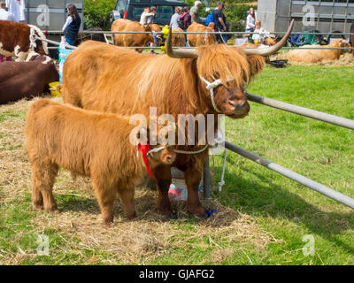 A Highland vache d'un veau mâle gagnant du premier prix au Salon de l'agriculture Danby dans Yorkshire du Nord Banque D'Images