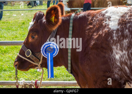 Un taureau Hereford Championne suprême de réserve agricole de Danby dans Yorkshire du Nord 2016 Banque D'Images