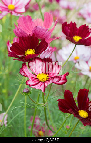Cosmos Bipinnatus fleurs Velouette Banque D'Images