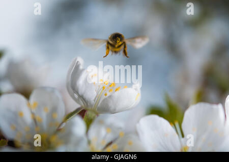 D'abeille Miel du pollen des fleurs. Banque D'Images