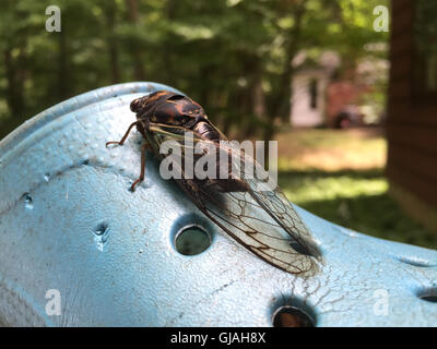 Cigale reposant sur des chaussures de jardin. Banque D'Images