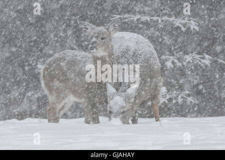 Le cerf de Virginie (Odocoileus virginianus) dans blizzard aveuglant. L'Acadia National Park, Maine, USA. Banque D'Images