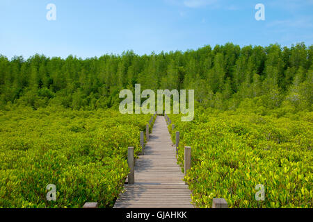 Vue sur le pont passerelle en bois entourée de Ceriops Tagal champ dans la mangrove. Cette attraction appelée 'Tung Prong Thong" Banque D'Images