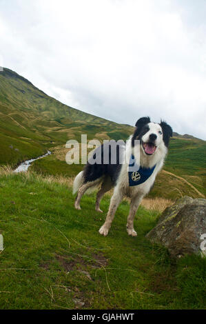 Chien border collie en ordre décroissant d'élever le long de greenup gill vers borrowdale, Keswick, Lake District, Cumbria Banque D'Images