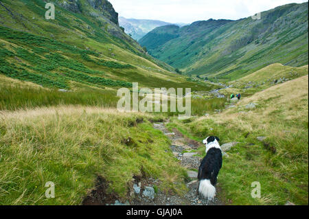 Chien border collie en ordre décroissant d'élever le long de greenup gill vers borrowdale, Keswick, Lake District, Cumbria Banque D'Images