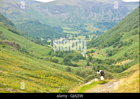 Chien border collie en ordre décroissant d'élever le long de greenup gill vers borrowdale, Keswick, Lake District, Cumbria Banque D'Images