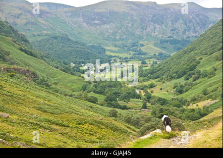 Chien border collie en ordre décroissant d'élever le long de greenup gill vers borrowdale, Keswick, Lake District, Cumbria Banque D'Images