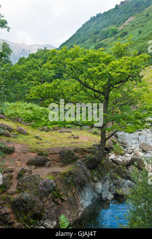 En ordre décroissant d'élever le long de greenup gill vers borrowdale, Keswick, Lake District, Cumbria Banque D'Images