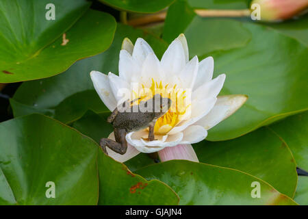 Un jeune Américain ouaouaron (Rana catesbeiana / Lithobates catesbeiana) Escalade sur une fleur de nénuphar (Nymphaea odorata) Banque D'Images