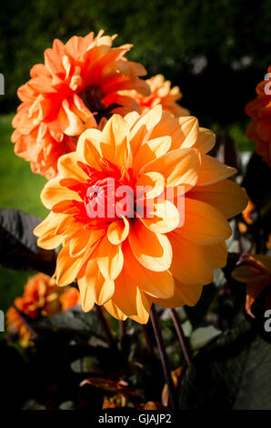 Dahlia David Howard en fleur dans un jardin anglais Banque D'Images