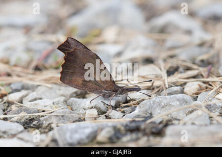 Un Américain (Libytheana carinenta papillon museau) puddlage (obtention de sel et de minéraux) sur une allée en gravier humide Banque D'Images