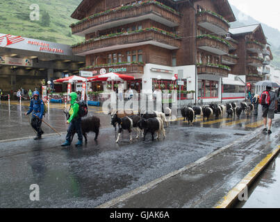 Les Bergers et leurs chèvres sur un jour de pluie au centre-ville de Zermatt, Suisse Banque D'Images