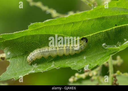 Brennnessel-Zünsler Brennnesselzünsler, Raupe frisst, un Brennessel-Zünsler Brennesselzünsler Brennnessel,,, Anania hortulata, E Banque D'Images