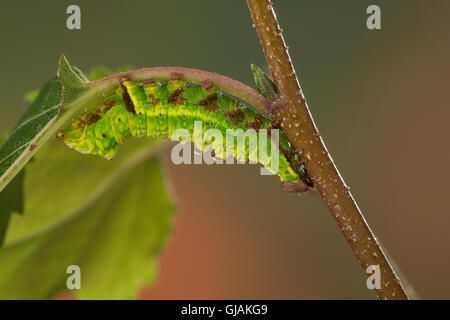 Dromedar-Zahnspinner Dromedarspinner Erlen-Zahnspinner,,,, Raupe Notodonta dromedarius, fer à repasser d'éminents, Caterpillar, Le Chameau, Banque D'Images