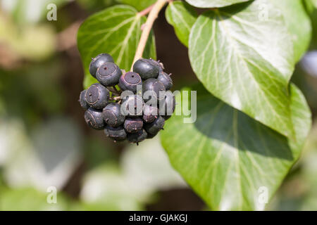 Efeu, Frucht, Früchte, Beere, Beeren, Hedera helix, Lierre, Lierre, lierre grimpant, fruits Banque D'Images