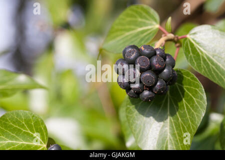 Efeu, Frucht, Früchte, Beere, Beeren, Hedera helix, Lierre, Lierre, lierre grimpant, fruits Banque D'Images