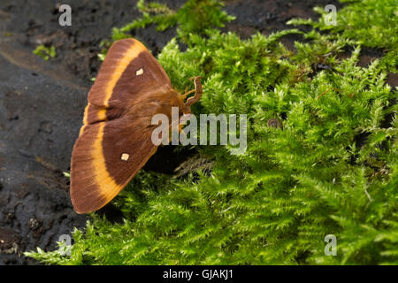 Eichenspinner Quittenvogel Männchen,,, Lasiocampa quercus, Lasiocampa scopolii, oak eggar, homme, le bombyx du chêne, peluches, G Banque D'Images