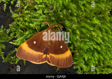 Eichenspinner Quittenvogel Männchen,,, Lasiocampa quercus, Lasiocampa scopolii, oak eggar, homme, le bombyx du chêne, peluches, G Banque D'Images