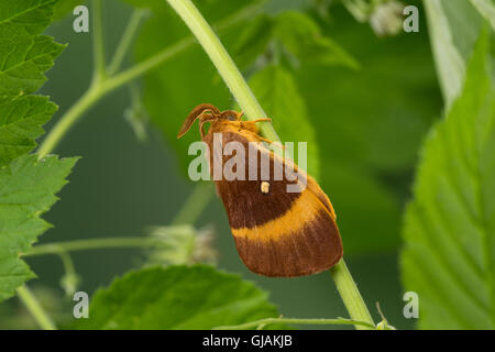 Eichenspinner Quittenvogel Männchen,,, Lasiocampa quercus, Lasiocampa scopolii, oak eggar, homme, le bombyx du chêne, peluches, G Banque D'Images