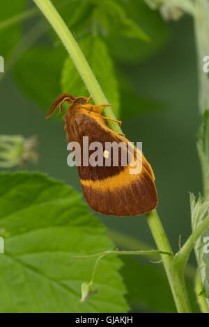 Eichenspinner Quittenvogel Männchen,,, Lasiocampa quercus, Lasiocampa scopolii, oak eggar, homme, le bombyx du chêne, peluches, G Banque D'Images