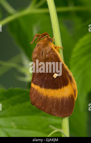 Eichenspinner Quittenvogel Männchen,,, Lasiocampa quercus, Lasiocampa scopolii, oak eggar, homme, le bombyx du chêne, peluches, G Banque D'Images