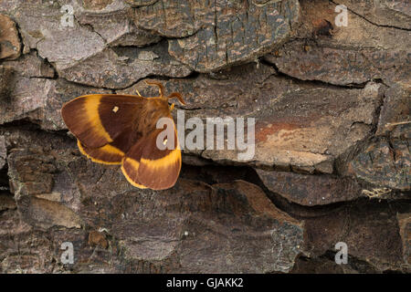 Eichenspinner Quittenvogel Männchen,,, Lasiocampa quercus, Lasiocampa scopolii, oak eggar, homme, le bombyx du chêne, peluches, G Banque D'Images