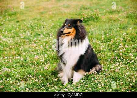 Le drapeau tricolore, Colley, Colley écossais Long-Haired Collie, Anglais Collie, Lassie Chien adulte assis sur la clairière de trèfle. Banque D'Images