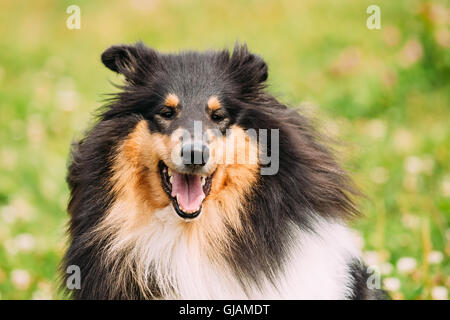 Fermer Portrait de Funny fixant Colley tricolore, Collie, Écossais, Anglais Collie Colley Long-Haired, Lassie Chien Adulte Wit Banque D'Images